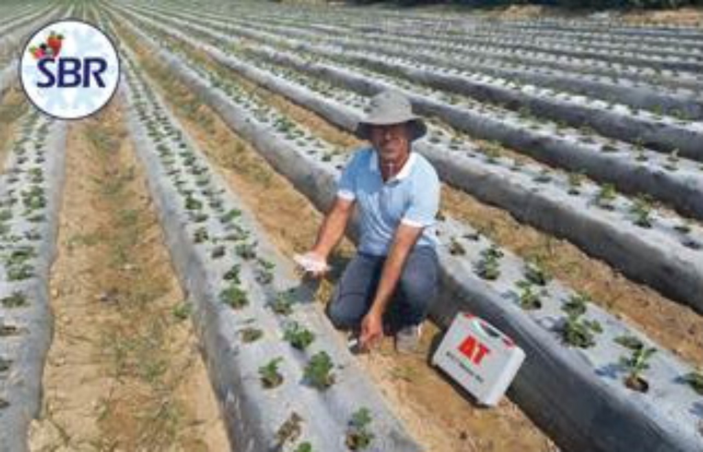 SBR high-tech strawberry greenhouse in Turkey