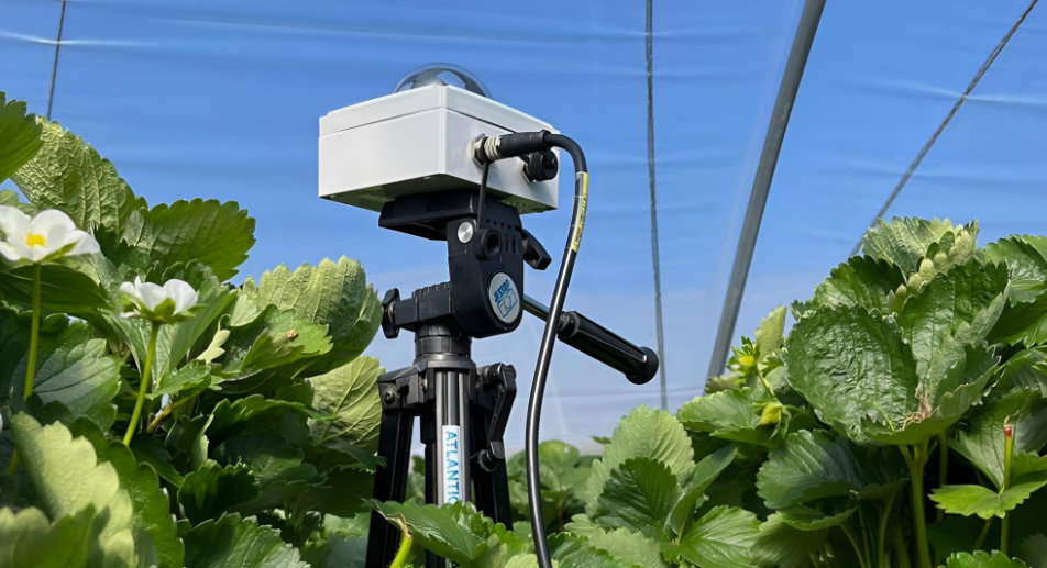 Soybean research at Royal Botanic Gardens, Kew