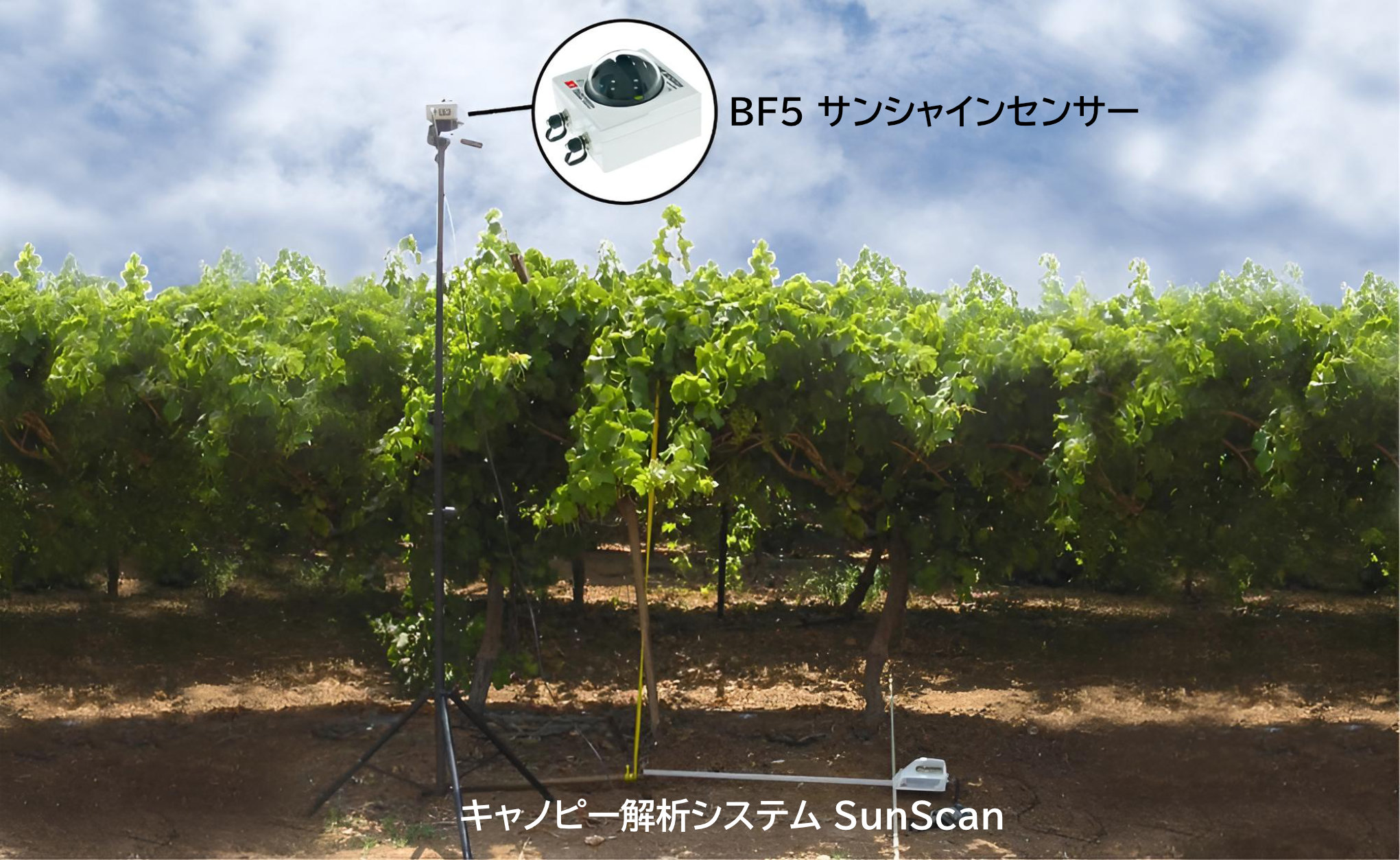 SunScan canopy analysis in a vineyard