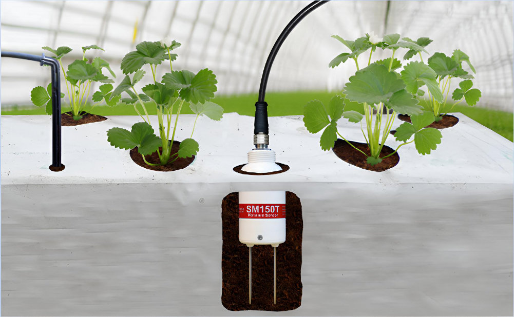 Soybean research at Royal Botanic Gardens, Kew