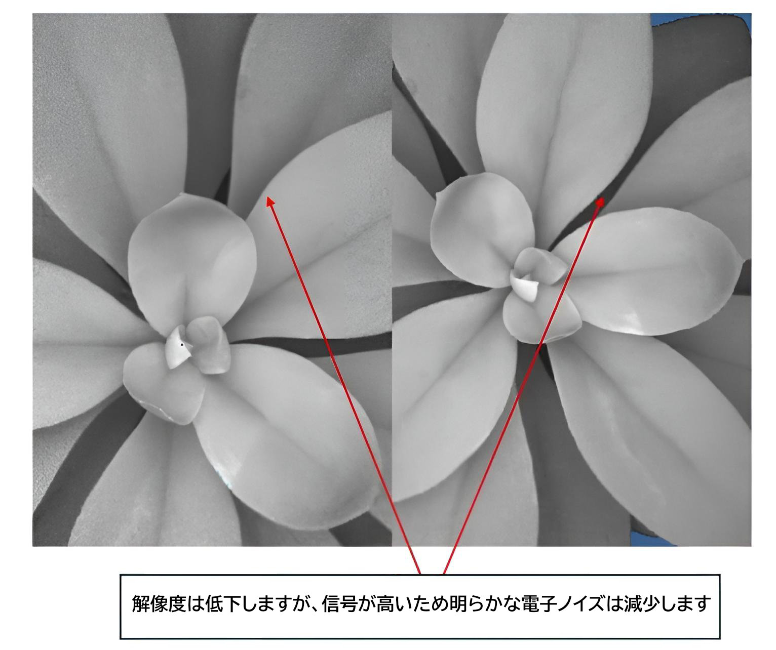 植物画像でのビニング比較2（拡大）