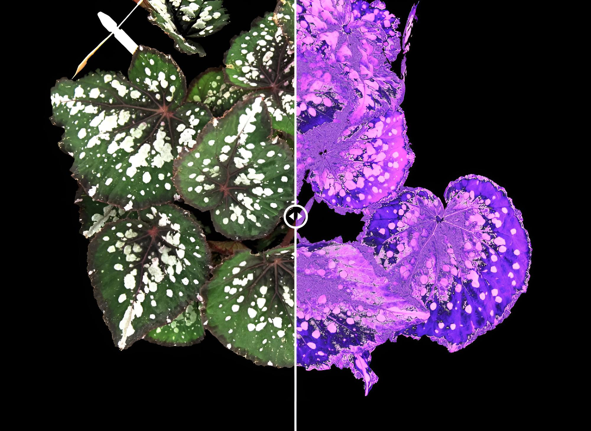 通常の植物RGB画像