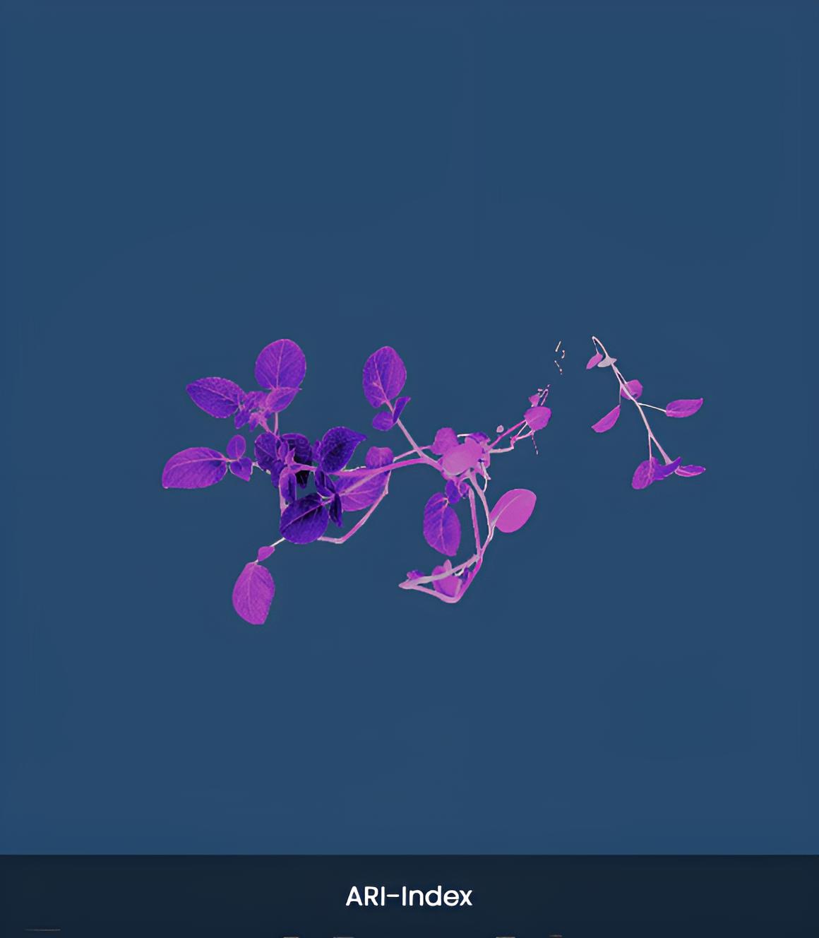 5. Anthocyanin Index