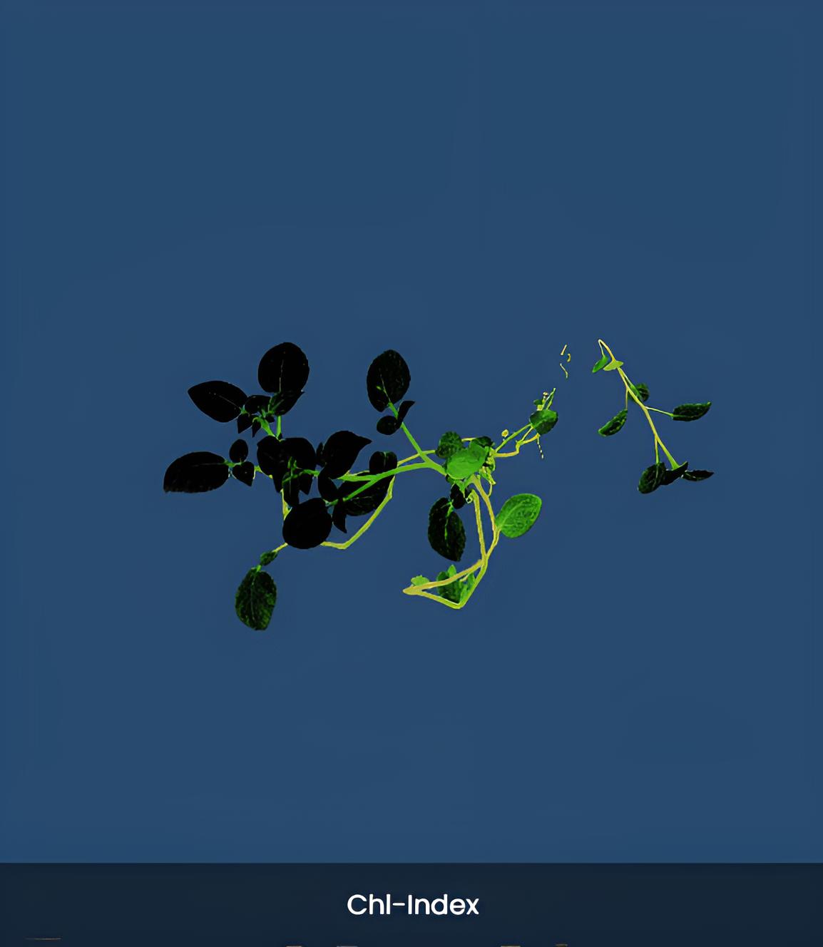 6. Chlorophyll Index