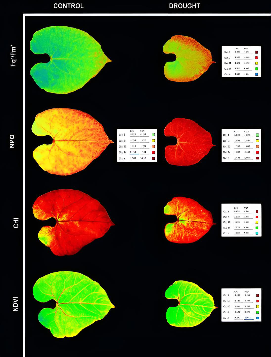 Summary of drought stress coping mechanisms in bean leaves