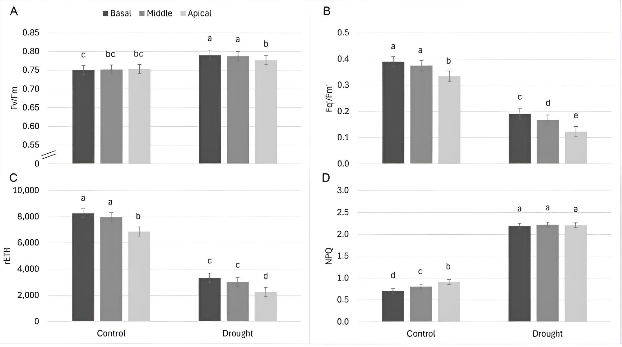 Summary of drought stress coping mechanisms in bean leaves