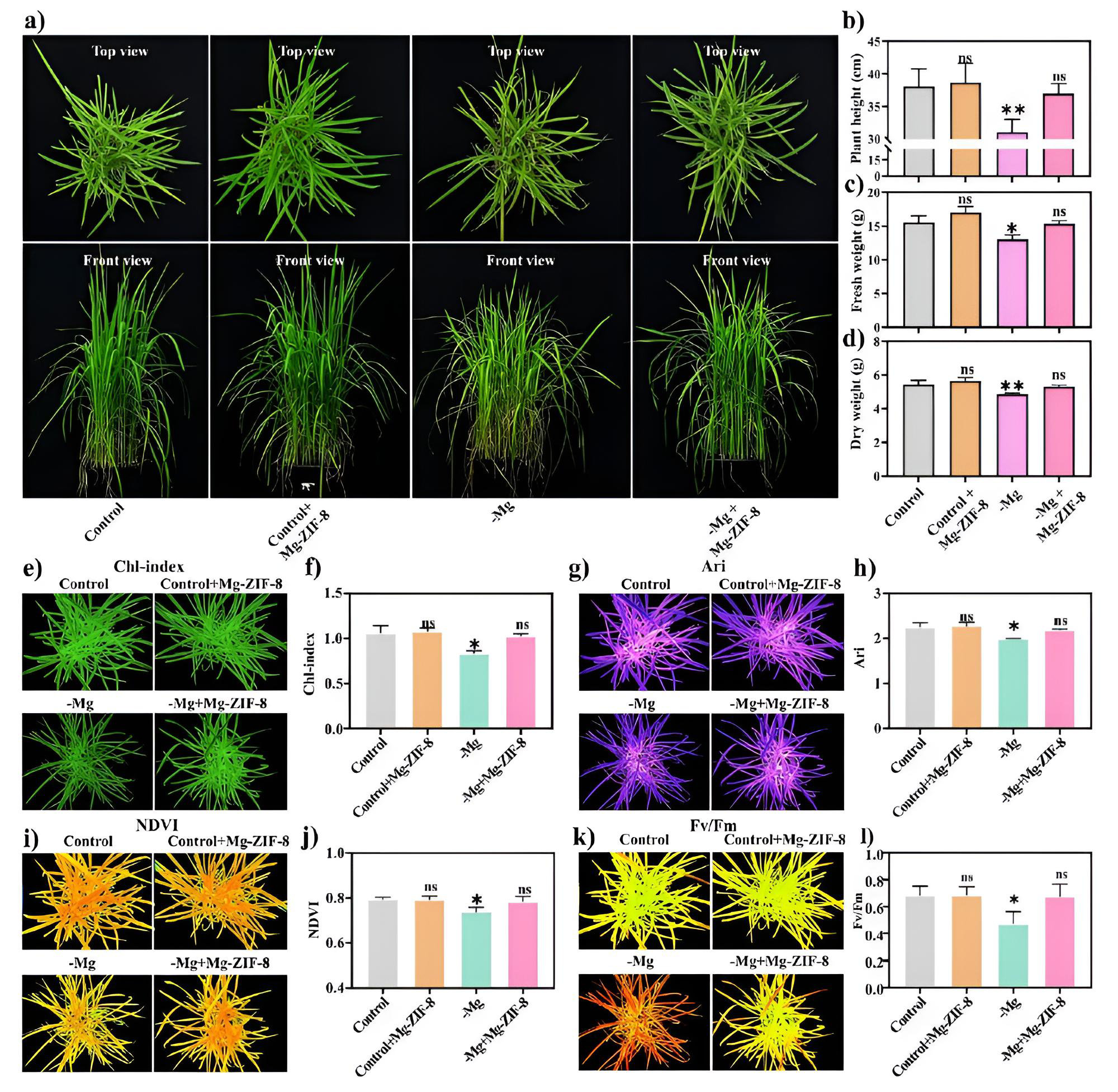 Analysis of Fv/Fm and Fq'/Fm' parameters showing rice blast control efficacy