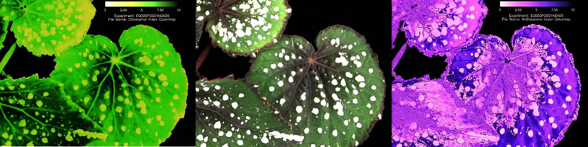 Anthocyanin Index mapping results revealing early stress detection before visible symptoms