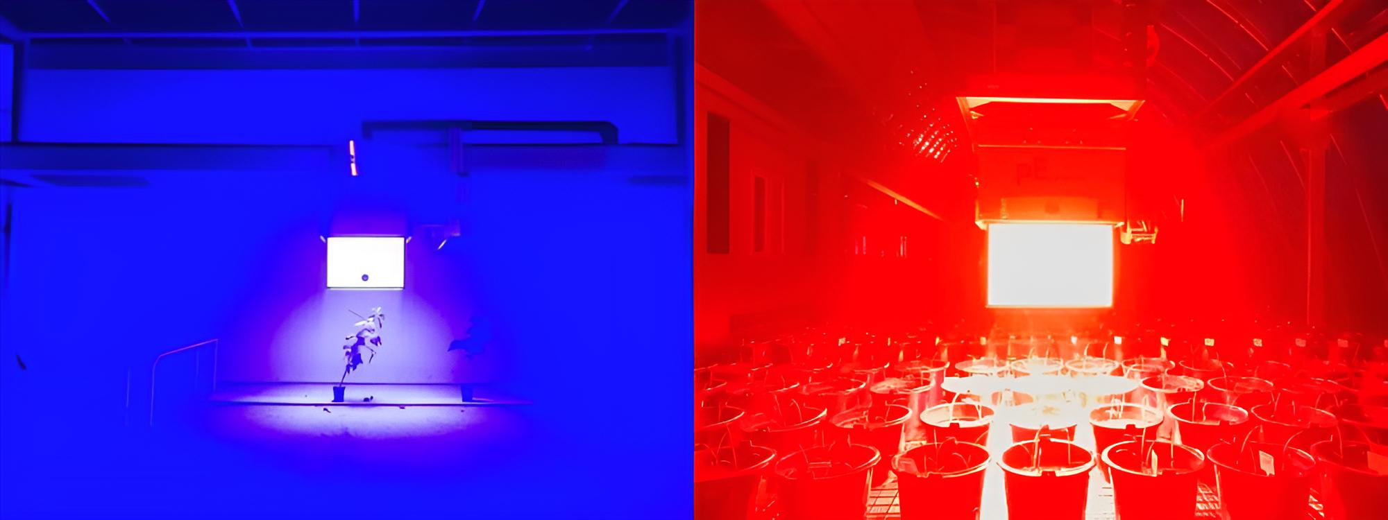 Summary of high-intensity LED pulse technology implemented in PhenoVation systems