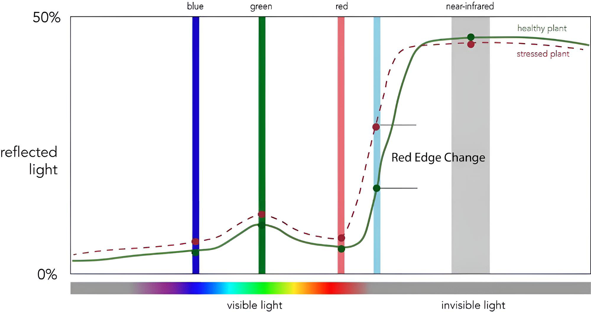 Comparison graph between traditional NDVI and Gitelson Red Edge method showing linear correlation without saturation