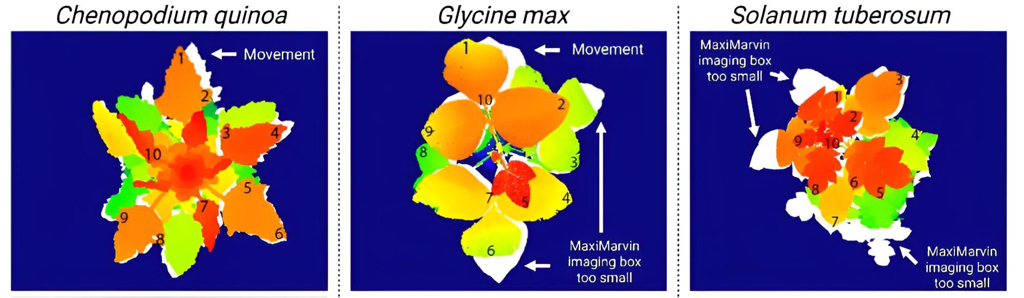 3D point cloud visualization mapping chlorophyll fluorescence efficiency across vertical plant canopy layers