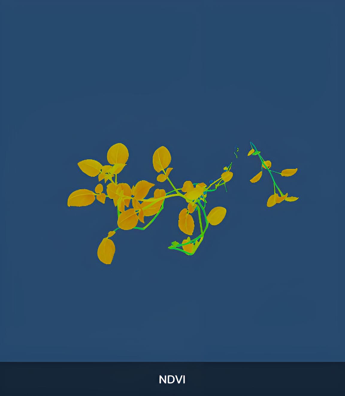 3. NDVI