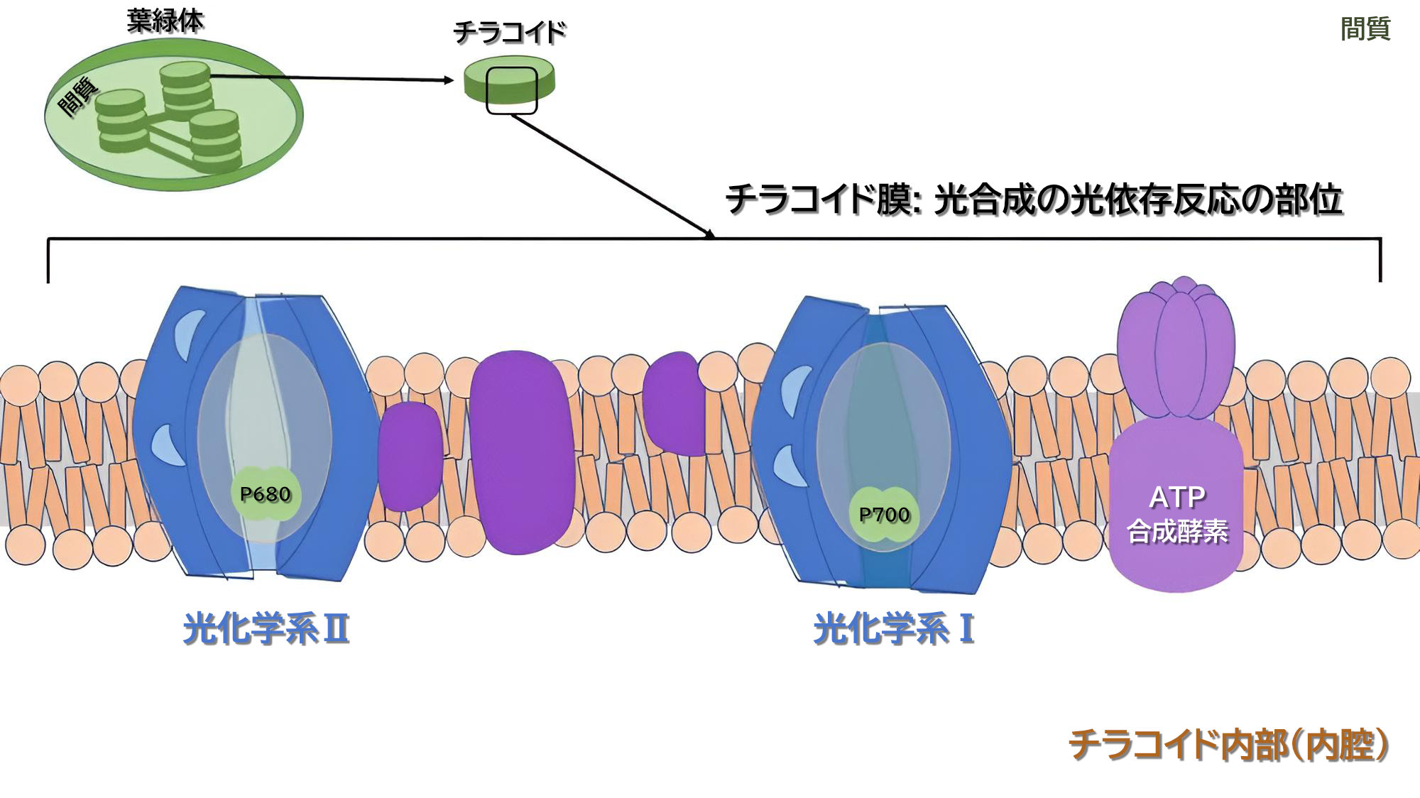 ICF4