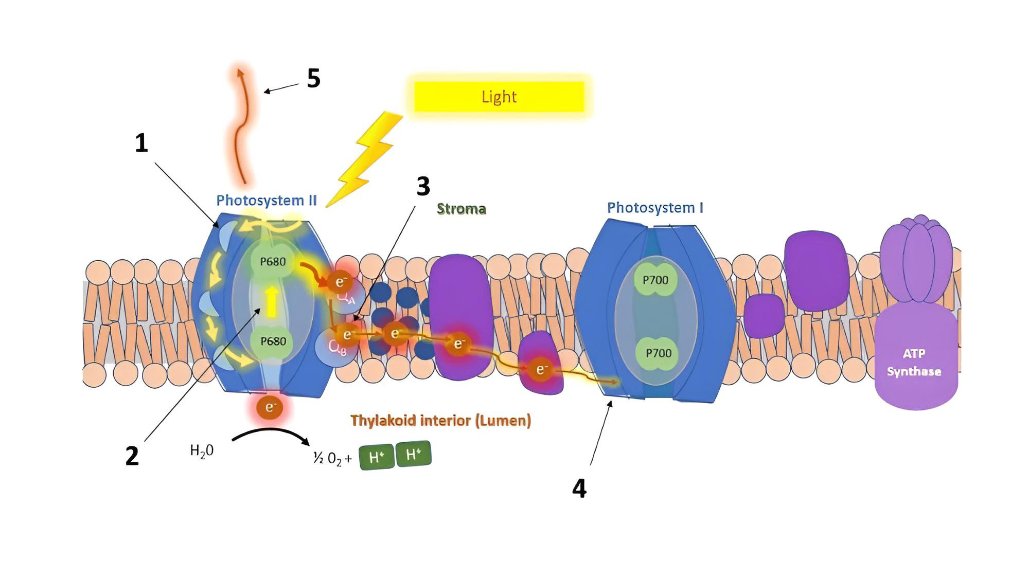Fig1
