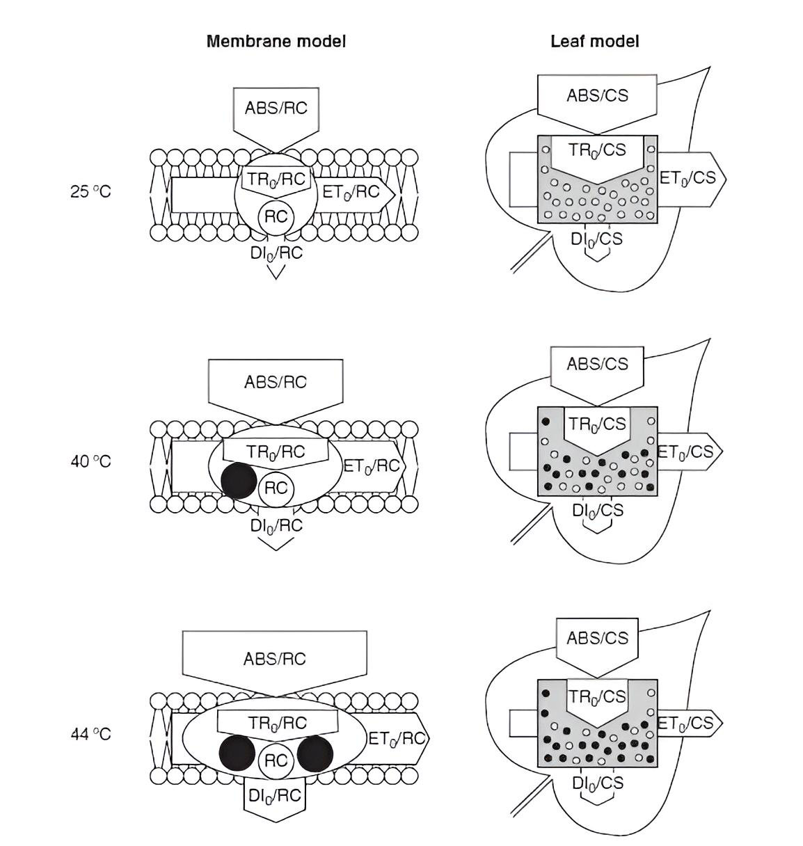 Fig4